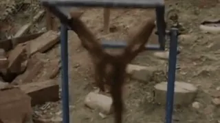 🙈 88fec877 whatsapp sticker