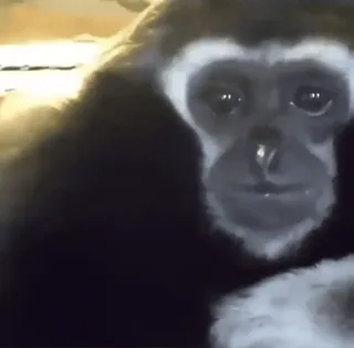 🐵 904dc92a małpa, człowiekokształtna, smutny, zwierzę, gibon whatsapp sticker