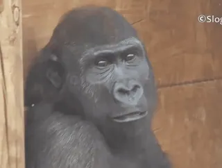 😟 b2942aa9 zwierzę, goryl, zoo, małpa, naczelny whatsapp sticker