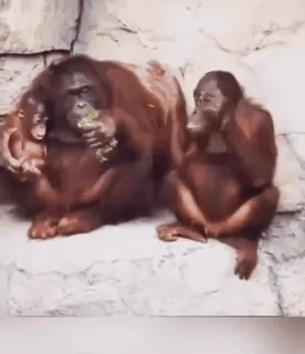 😡 b5e29320 małpa, orangutan, zwierzęta, ssaki, zoo whatsapp sticker