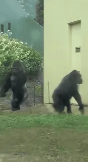 🦍 e0188d60 Goryl, Zoo, Małpy, Zwierzęta, Natura whatsapp sticker