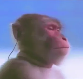 🎧 e10077fc małpa, zwierzę, człekokształtny, słuchanie, spokojny whatsapp sticker