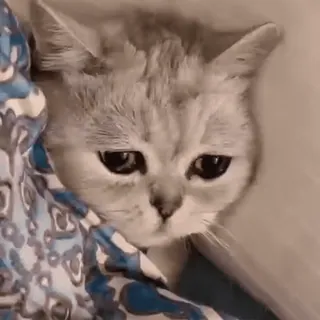 🏵 2ee533ed แมว, ลูกแมว, สัตว์, สัตว์เลี้ยง, น่ารัก, สีเทา, เศร้า telegram sticker