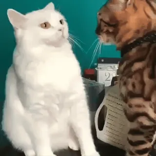 🏵 32ccd7bb แมว, ลูกแมว, สัตว์, สัตว์เลี้ยง, น่ารัก, บ้าน, แมว, สัตว์เลี้ยงลูกด้วยนม telegram sticker