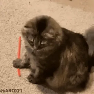 🐈‍⬛️ 48582dcd @ARC021 แมว, สัตว์, น่ารัก, สัตว์เลี้ยง, ตลก telegram sticker