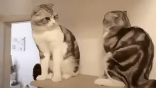 🏵 71ce69bf แมว, สัตว์เลี้ยง telegram sticker