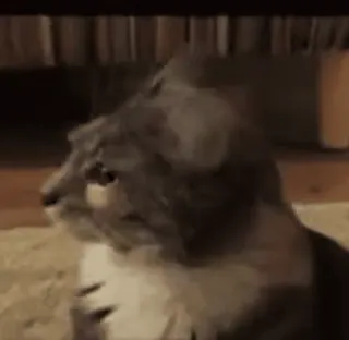 🏵 8d73c389 แมว, สัตว์, สัตว์เลี้ยง, สัตว์บ้าน, สัตว์ตระกูลแมว telegram sticker