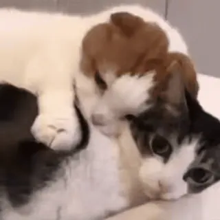 🏵 a1047a85 แมว, ลูกแมว, สัตว์, น่ารัก, สัตว์เลี้ยง, มิตรภาพ telegram sticker