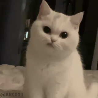 🏵 ba851dc3 @ARC021 แมว, สีขาว, สัตว์, น่ารัก telegram sticker