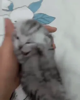 🏵 c9ac982d ลูกแมว, แมว, สัตว์เลี้ยง, สัตว์, น่ารัก, สัตว์เลี้ยง telegram sticker