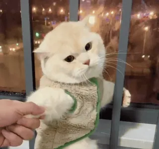 🏵 ef1aacbb แมว, น่ารัก, สัตว์, สัตว์เลี้ยง, มือ, มิตรภาพ telegram sticker