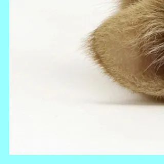 🥰 6456c6f2 猫, ペット, 動物, 耳, 哺乳類 telegram sticker