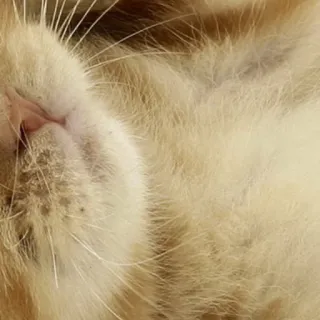 🥰 83317a0e 猫, 動物, ペット, ネコ科, 飼い猫, 茶トラ telegram sticker