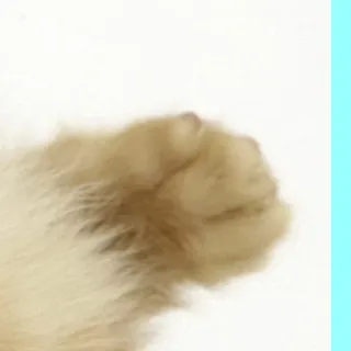 🥰 90ef0433 猫, 肉球, ペット, 動物, 家庭 telegram sticker