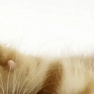 🥰 f3804990 猫, 動物, ペット, 毛, オレンジ, 白 telegram sticker