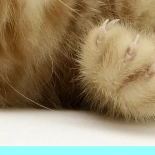 🥰 ff146fc9 猫, 爪, 肉球, ペット, 動物, 毛 telegram sticker