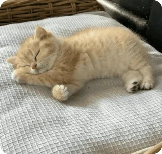 😴 36031f2e chat, chaton, dormir, animal de compagnie, animal, mignon, chat domestique telegram sticker