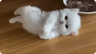 🐾 54195708 chat, chaton, blanc, mignon, animal, animal de compagnie telegram sticker