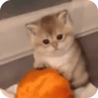 😔 5b680015 chaton, chat, mignon, animal, animal de compagnie, orange telegram sticker