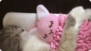 🤗 7b0f9573 chat, dormir, animal, mignon, chaton, animal de compagnie, domestique telegram sticker