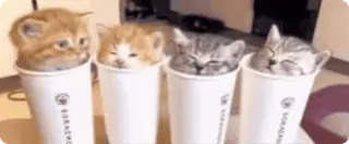 🐱 7b518608 chaton, chat, mignon, animaux, adorable, tasse à café telegram sticker