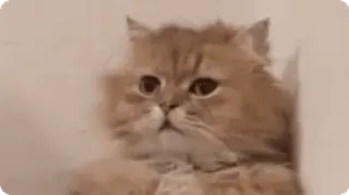 😞 7f20b223 chat, animal, mignon, animal de compagnie, chaton, duveteux telegram sticker