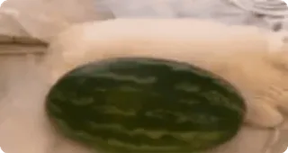 🍉 bd175062 chat, pastèque, animal de compagnie, animal, nourriture, fruit telegram sticker