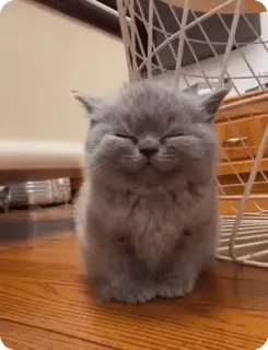 sadcat @ssadcaat telegram stickers