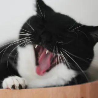 😫 1d97d02e gatto, sbadiglio, bianco e nero, felino, animale domestico telegram sticker