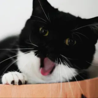 😮 24827ec3 gatto, animale, bianco e nero, gatto tuxedo, sbadiglio, gatto domestico telegram sticker