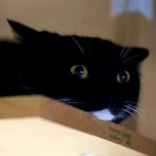 😗 3b9071da gatto, gatto nero, animale, animale domestico, occhi telegram sticker