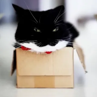 😏 4a7e4935 gatto, scatola, animale, animale domestico, gatto nero, gatto tuxedo telegram sticker