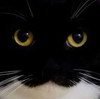 Unico telegram stickers