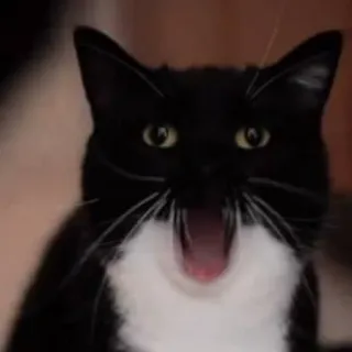😱 6b97eb9b gatto, animale, sbadiglio, bianco e nero, gatto smoking telegram sticker