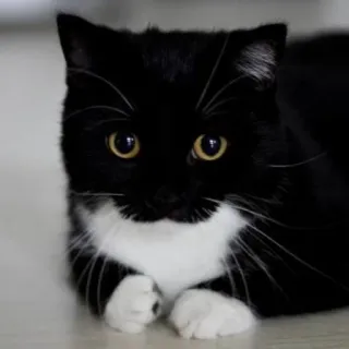 🙃 6ed72c40 gatto, gatto tuxedo, gatto nero, gatto bianco, animale, animale domestico, mammifero, animale domestico telegram sticker