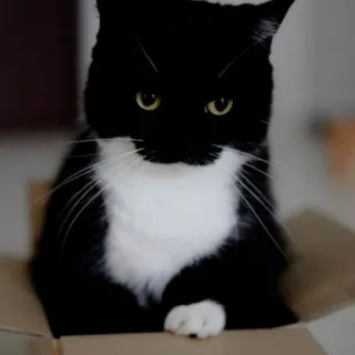 Unico telegram stickers