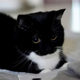 👀 91f74802 gatto, bianco e nero, animale, animale domestico, felino telegram sticker