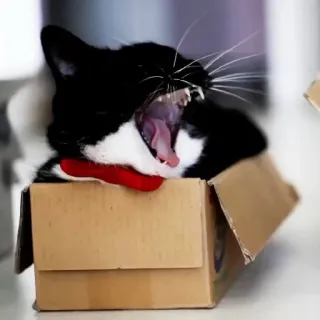 🤬 9466ea73 gatto, scatola, sbadiglio, animale, animale domestico, mammifero telegram sticker