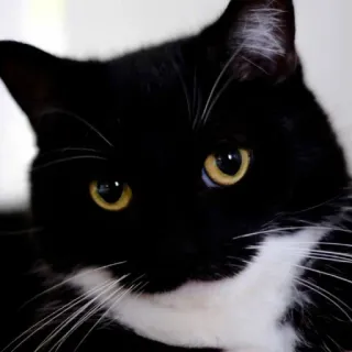 😏 b6b020b5 gatto, gatto nero, animale domestico, animale, gatto domestico, mammifero, gatto tuxedo telegram sticker