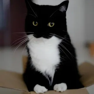 😏 c094cc0a gatto, gatto tuxedo, bianco e nero, animale, scatola, animale domestico telegram sticker