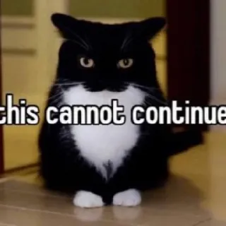 😡 f9ec69a4 this cannot continue gatto, meme, divertente, animale, testo, bianco e nero, animale domestico telegram sticker