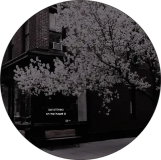 💭 05e2989e sunshineo
on we heart it bangunan, pohon, alam, kota, weheartit telegram sticker