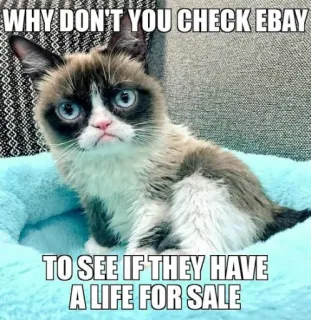 😂 001d7608 Grumpy Cat WHY DON'T YOU CHECK EBAY
TO SEE IF THEY HAVE
A LIFE FOR SALE mèo cau có, meme, eBay, vui nhộn, mèo, internet, hài hước telegram sticker