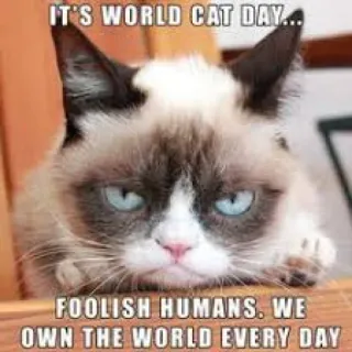 🧍 7334c0b1 Grumpy Cat IT'S WORLD CAT DAY... FOOLISH HUMANS. WE OWN THE WORLD EVERY DAY mèo, gắt gỏng, hài hước, ngày mèo thế giới, vui nhộn, meme telegram sticker