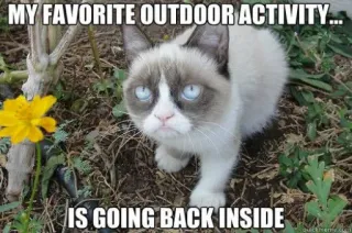 😂 ab684edd Grumpy Cat MY FAVORITE OUTDOOR ACTIVITY... IS GOING BACK INSIDE Grumpy Cat, mèo, meme, hài hước, trong nhà, ngoài trời, hoạt động, động vật telegram sticker