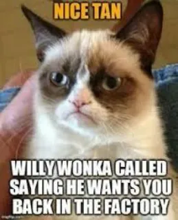 😟 cddf5694 Grumpy Cat Willy Wonka NICE TAN
WILLY WONKA CALLED
SAYING HE WANTS YOU BACK IN THE FACTORY mèo cau có, meme, hài hước, mèo, meme trên mạng, hài hước, mỉa mai telegram sticker