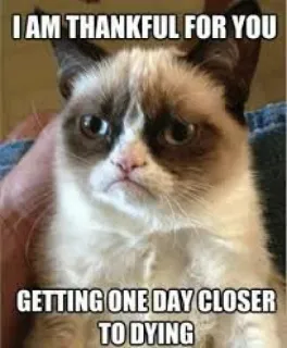 ☺️ e7ce59e5 Grumpy Cat I AM THANKFUL FOR YOU
GETTING ONE DAY CLOSER
TO DYING mèo, gắt gỏng, meme, hài hước, vui nhộn, biết ơn, hấp hối, hoài nghi telegram sticker