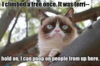 🌳 e901fcb7 Grumpy Cat I climbed a tree once. It was terri--
hold on, I can poop on people from up here. mèo, gắt gỏng, hài hước, meme, cây, cứt telegram sticker