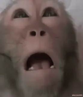 😱 08b470cd monyet, binatang, kera, lucu, meme, ekspresi, wajah whatsapp sticker