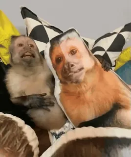 🥴 0cf90c77 monyet, hewan, bantal, imut, primata, lucu, hewan peliharaan whatsapp sticker